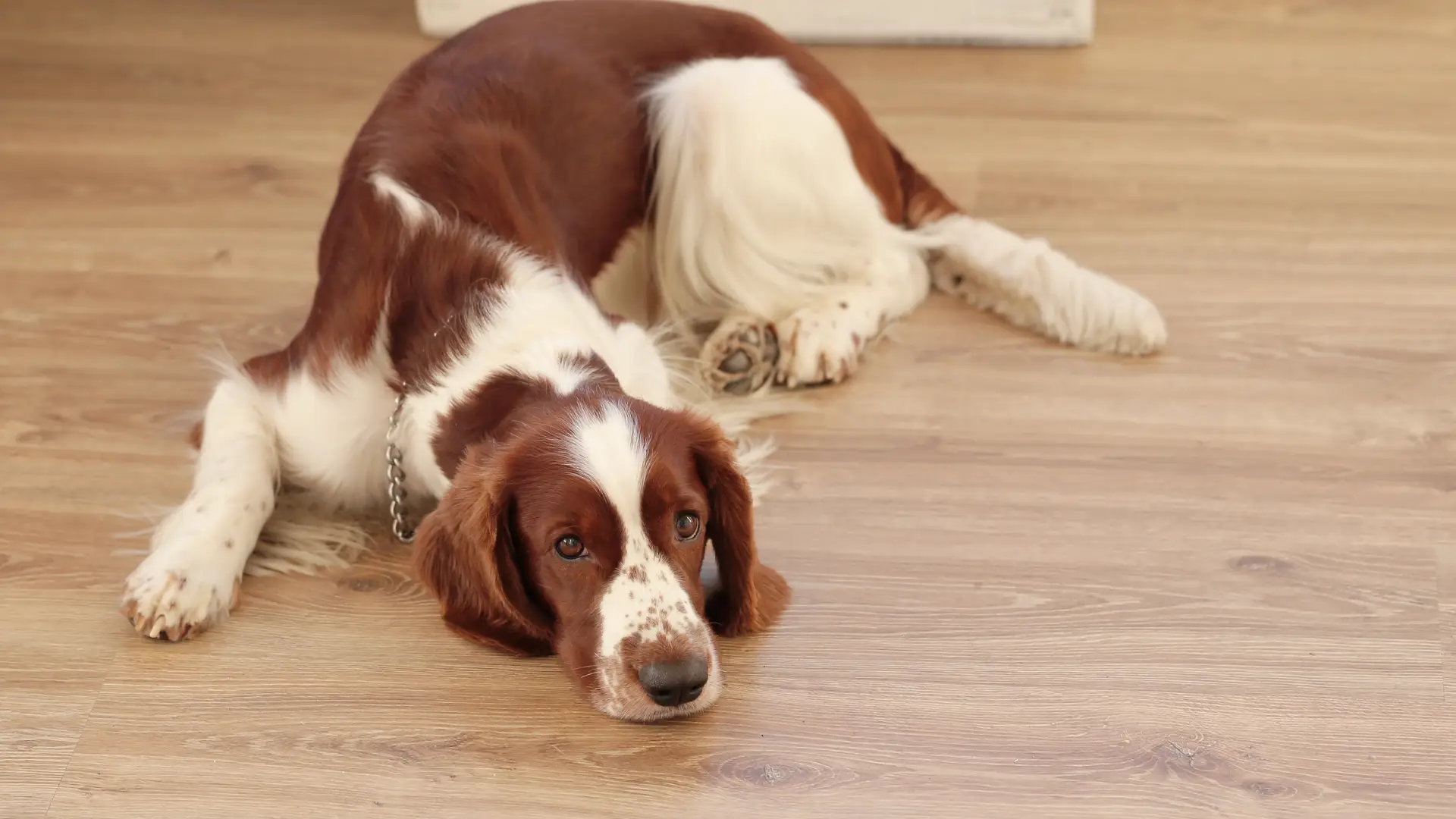 Is SPC Flooring Ideal for Pets? Exploring Pet-Friendly Flooring Solutions